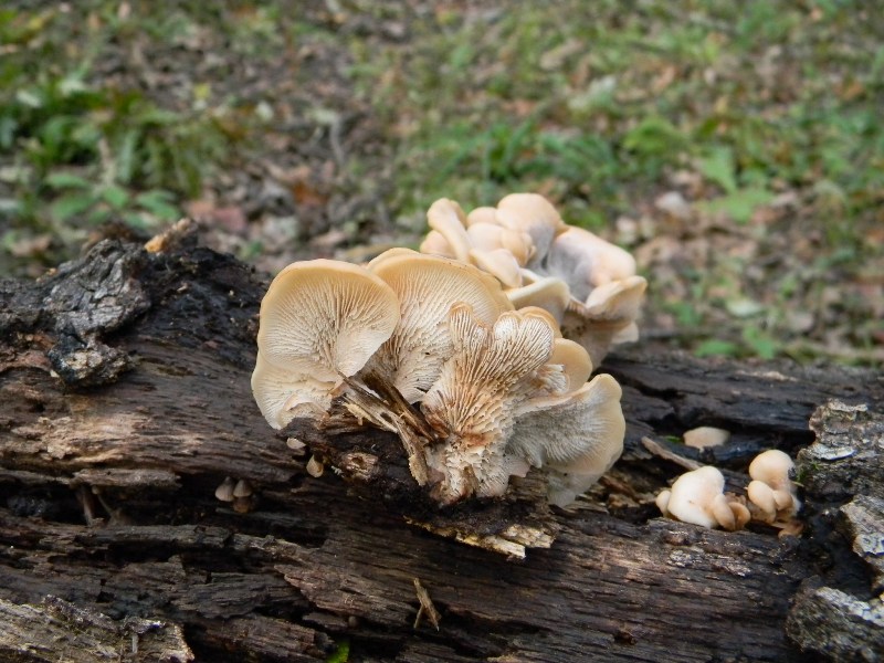 5) Fotogr. il 10.11.2012. sotto Quercia