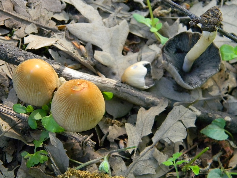 11)Fotogr.il 6.05.2011.sotto Quercia