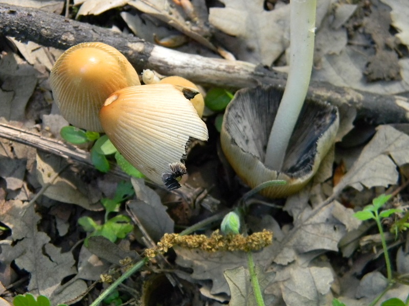 11)Fotogr.il 6.05.2011.sotto Quercia