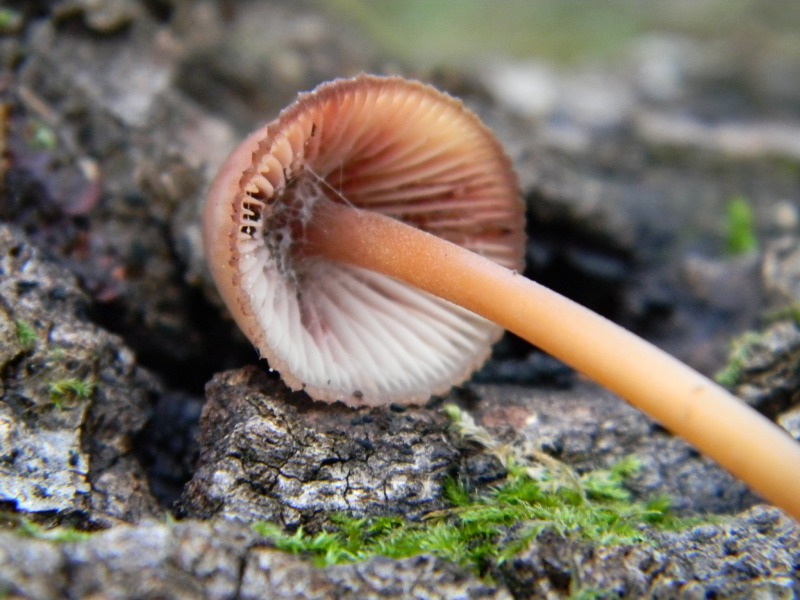 6) Fotogr. il 10.11.2012. sotto Quercia