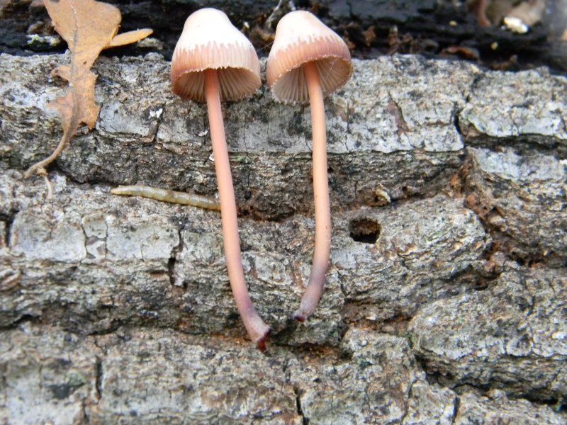 6) Fotogr. il 10.11.2012. sotto Quercia