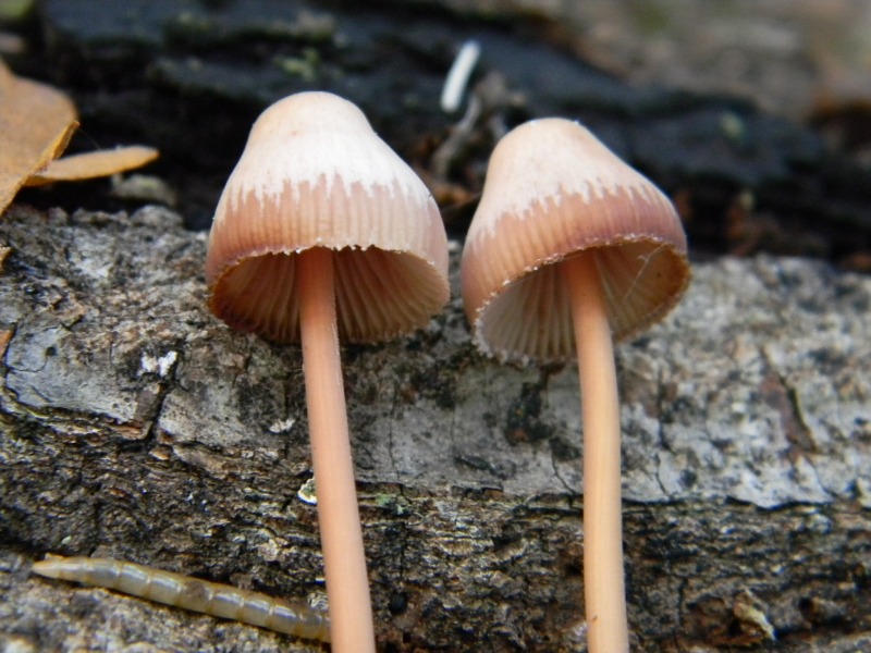 6) Fotogr. il 10.11.2012. sotto Quercia