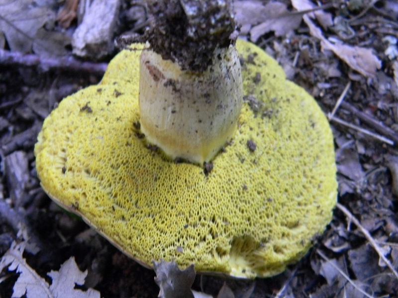 1) Fotogr. 8.08.2014.sotto Quercia