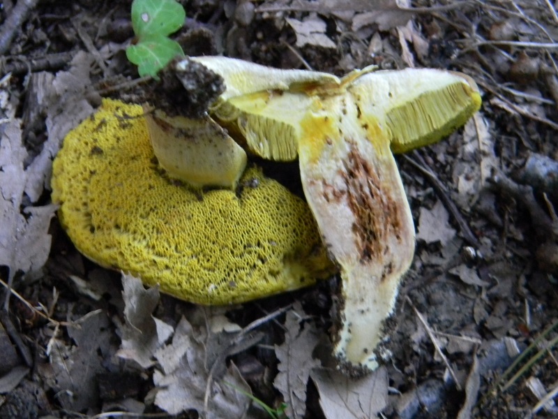 1) Fotogr. 8.08.2014.sotto Quercia