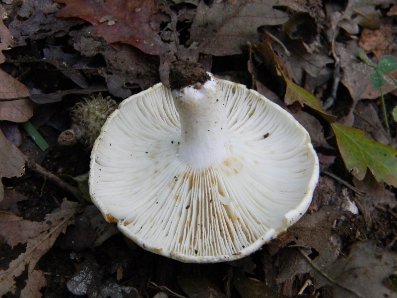 8) Fotogr. il 10.11.2012. sotto Quercia