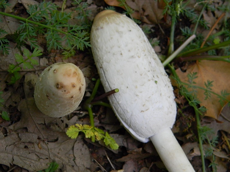 3)Fotogr.il 6.05.2011.sotto Quercia
