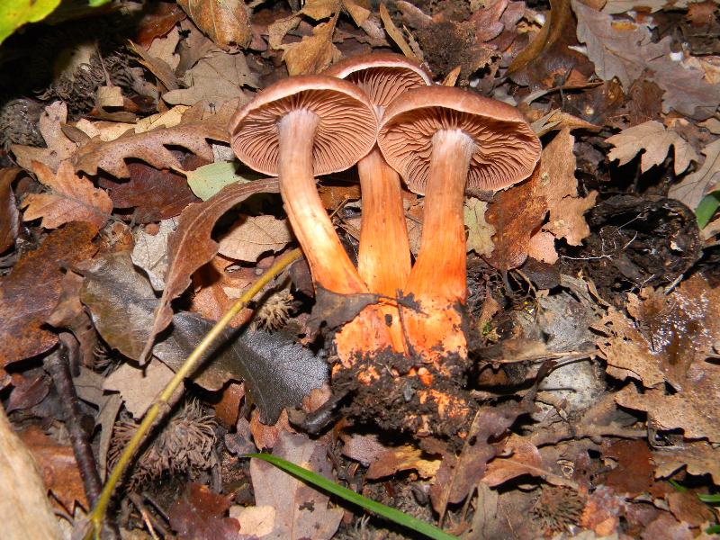 9) Fotogr. il 10.11.2012. sotto Quercia