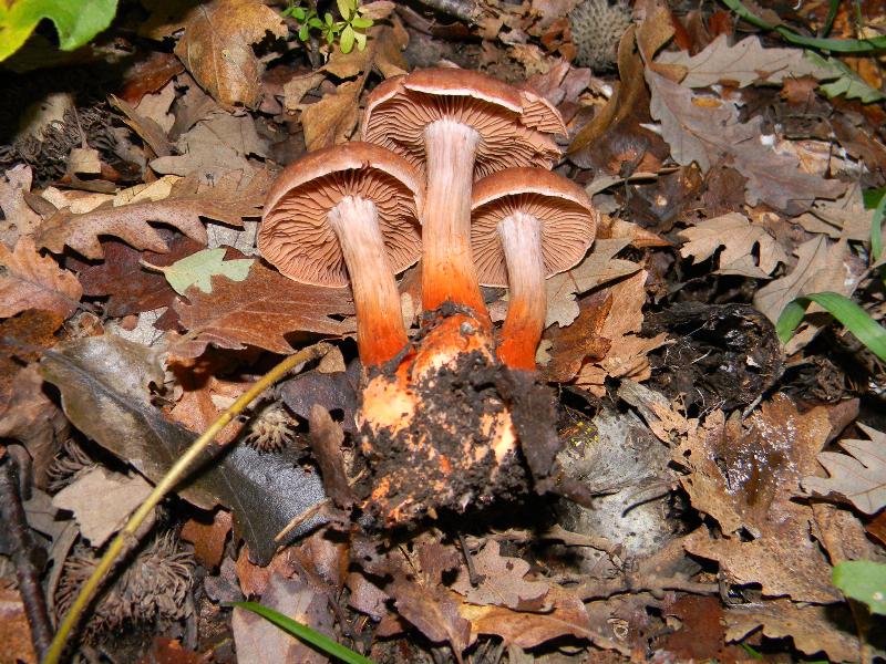 9) Fotogr. il 10.11.2012. sotto Quercia