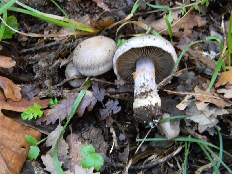 10) Fotogr. il 10.11.2012. sotto Quercia