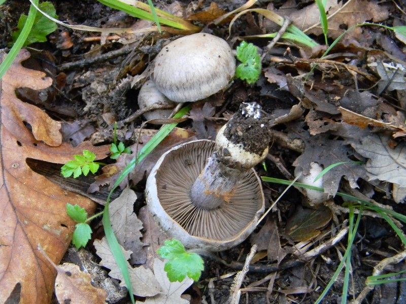 10) Fotogr. il 10.11.2012. sotto Quercia