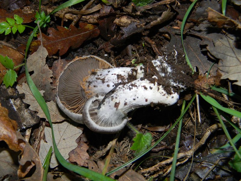 10) Fotogr. il 10.11.2012. sotto Quercia