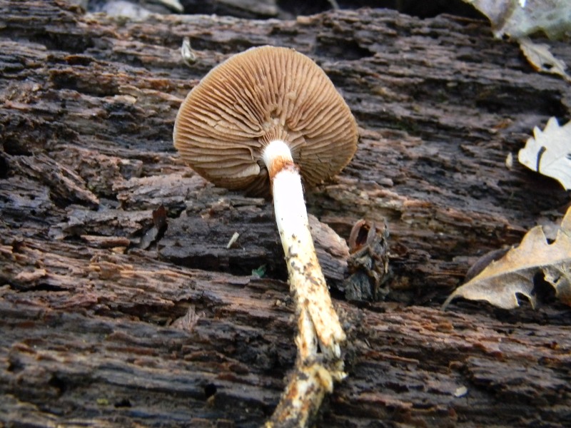 11) Fotogr. 10.11.2012. sotto Quercia