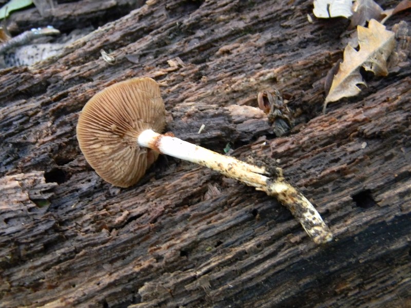 11) Fotogr. 10.11.2012. sotto Quercia