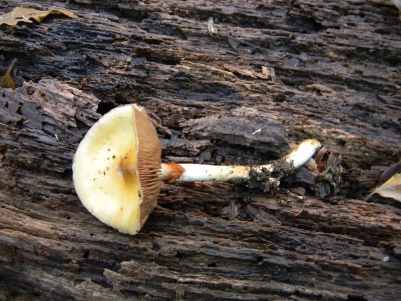 11) Fotogr. 10.11.2012. sotto Quercia