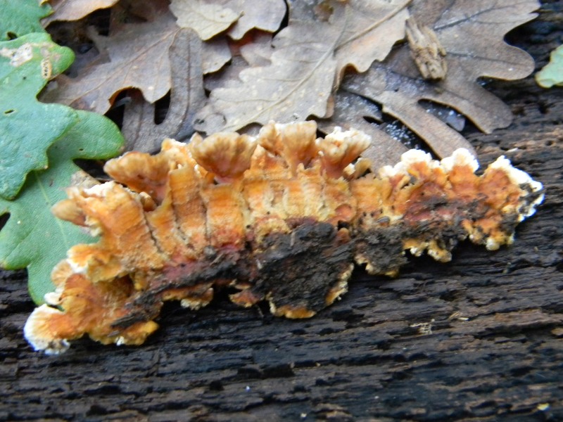 12)Fotogr. il 10.11.2012. sotto Quercia