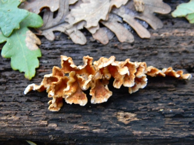 12)Fotogr. il 10.11.2012. sotto Quercia