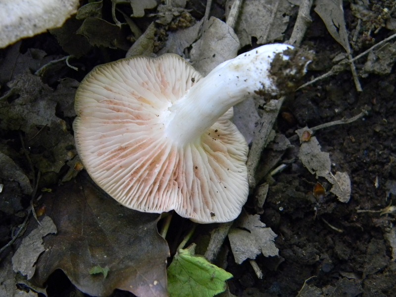 6)Fotogr.il 6.05.2011.sotto Quercia