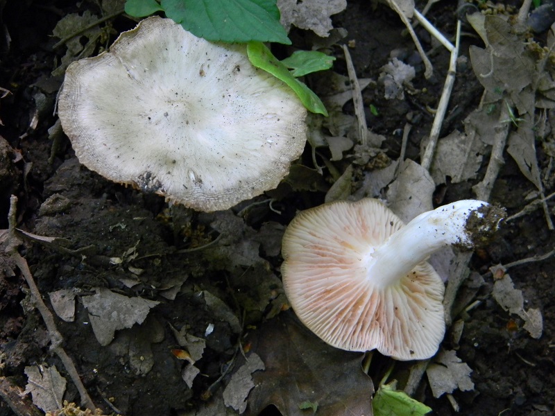 6)Fotogr.il 6.05.2011.sotto Quercia