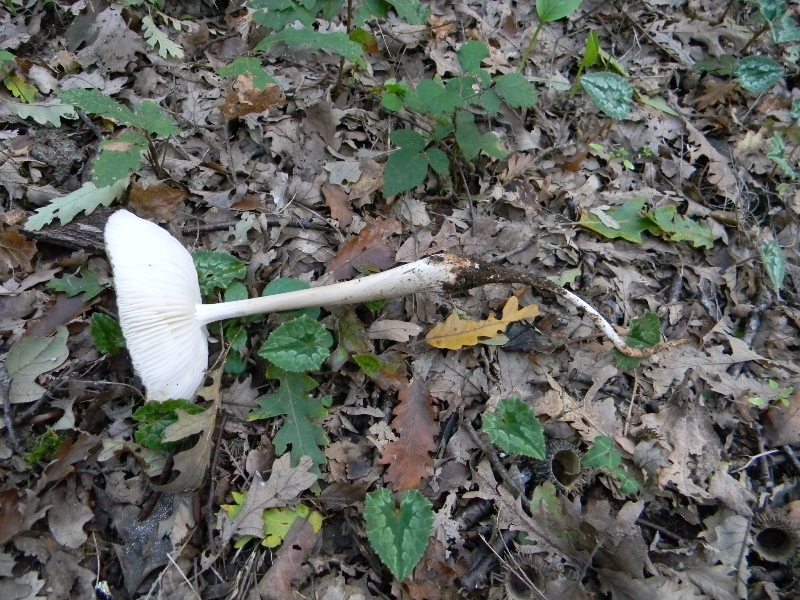 14) Fotogr. il 10.11.2012. sotto Quercia