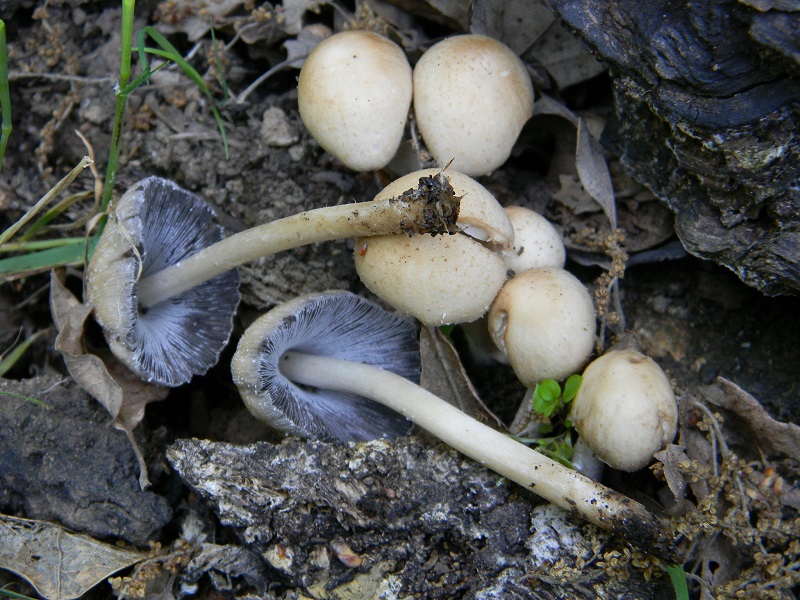 8)Fotogr.il 6.05.2011.sotto Quercia