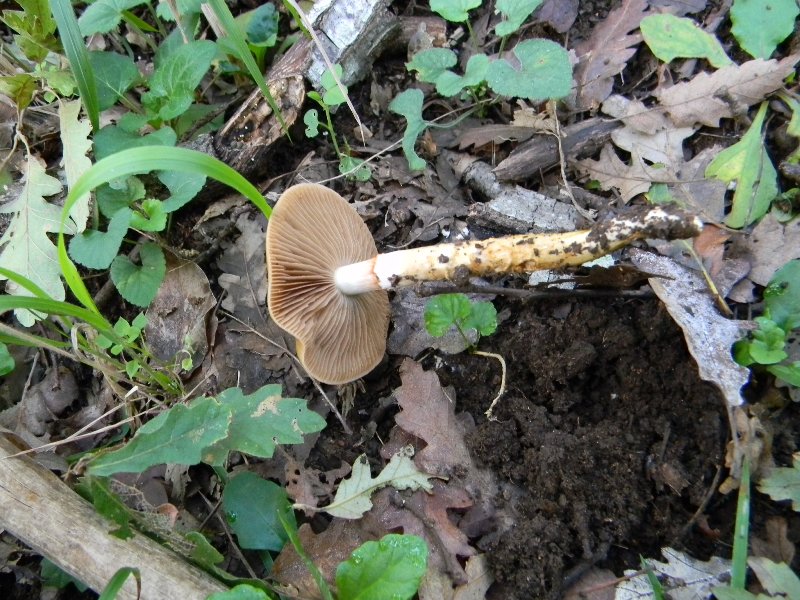 16) Fotogr. il 10.11.2012. sotto Quercia