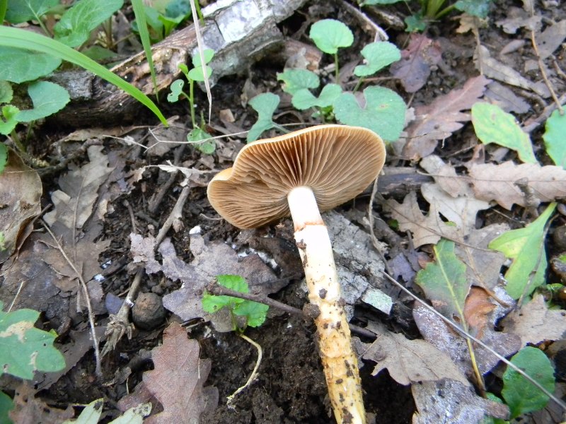 16) Fotogr. il 10.11.2012. sotto Quercia