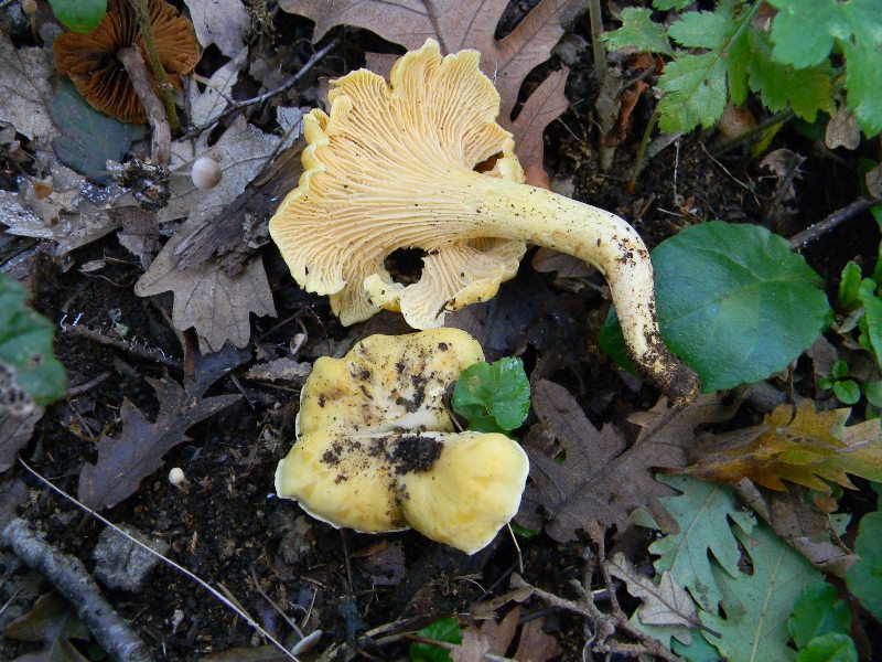 17) Fotogr. il 10.11.2012. sotto Quercia