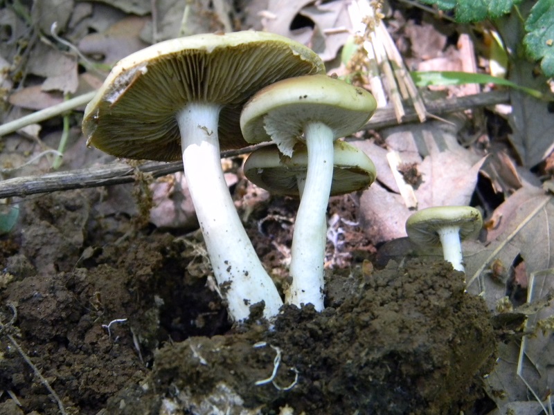 12)Fotogr.il 6.05.2011.sotto Quercia ultimo del 6.05.