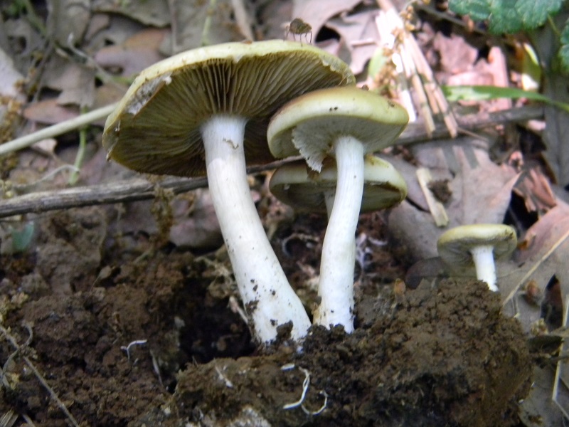 12)Fotogr.il 6.05.2011.sotto Quercia ultimo del 6.05.