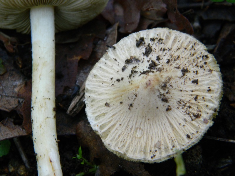 18) Fotogr il 10.11.2012. sotto Quercia