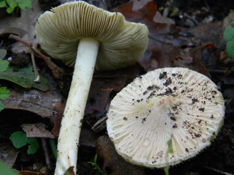 18) Fotogr il 10.11.2012. sotto Quercia