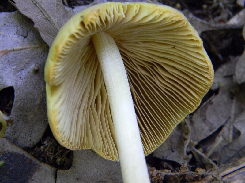 7)fotogr.il 6.05.2011 sotto Quercia