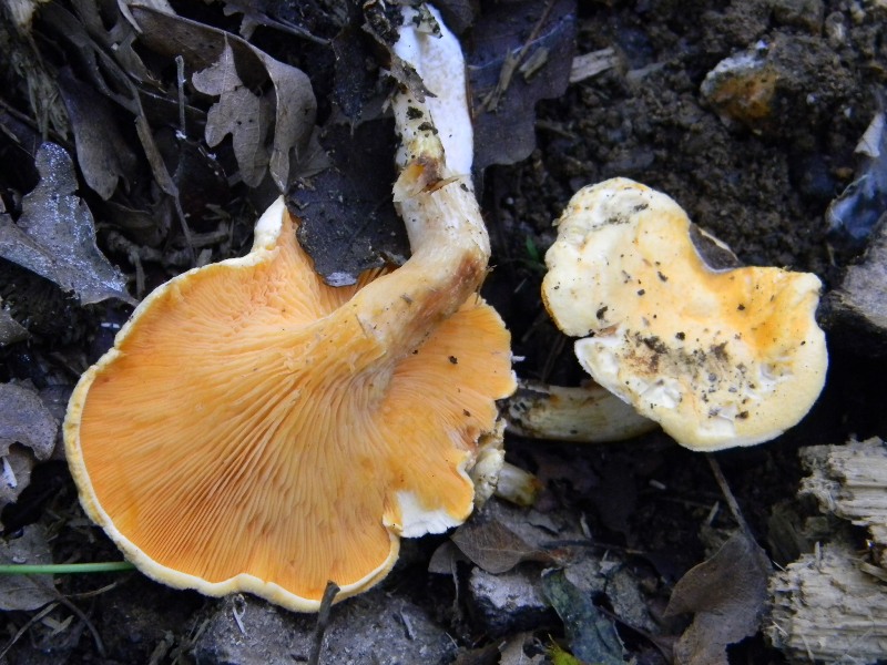 19) Fotogr. il 10.11.2012. sotto Quercia