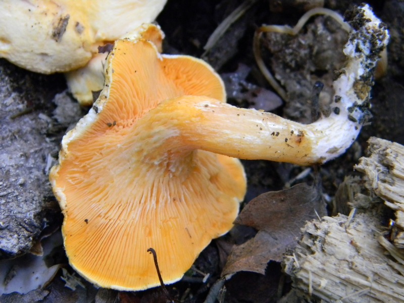 19) Fotogr. il 10.11.2012. sotto Quercia