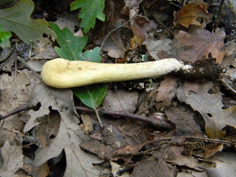 20) Fotogr. il 10.11.2012. sotto Quercia