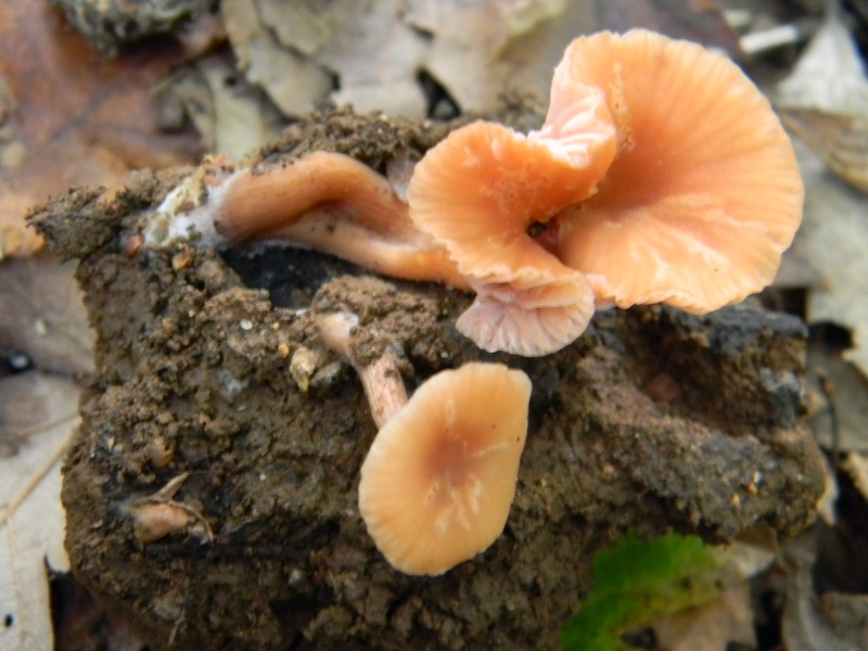 21) Fotogr. il 10.11.2012. sotto Quercia