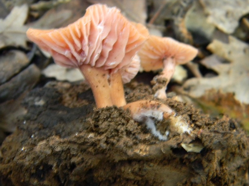 21) Fotogr. il 10.11.2012. sotto Quercia