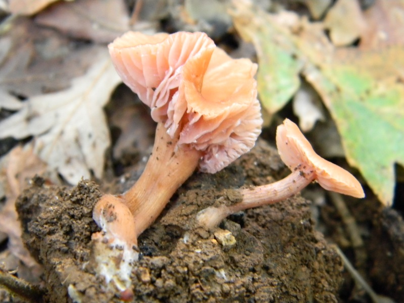 21) Fotogr. il 10.11.2012. sotto Quercia