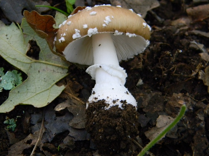 23) Fotogr. il 10.11.2012. sotto Quercia