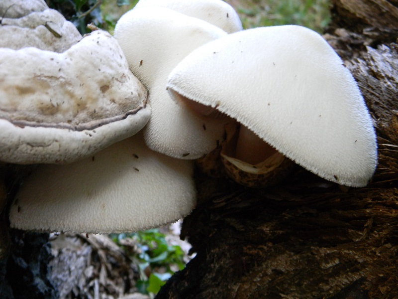 Fotogr.il.9.08.2014.sotto Quercia legnicolo.