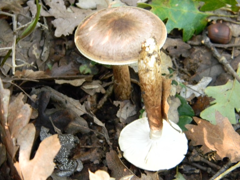 24) Fotogr. il 10.11.2012. sotto Quercia