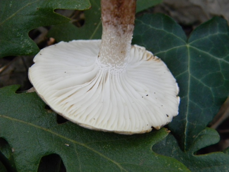 24) Fotogr. il 10.11.2012. sotto Quercia