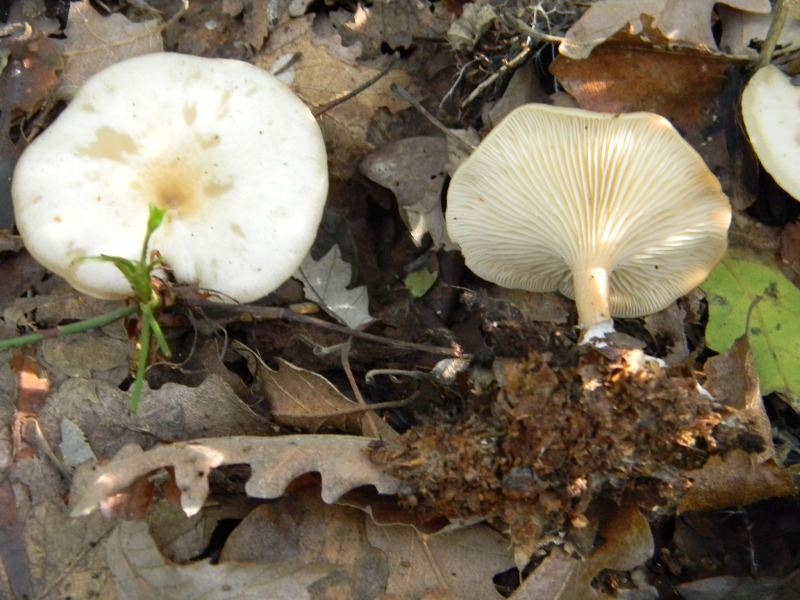 25) Fotogr. il 10.11.2012. sotto Quercia