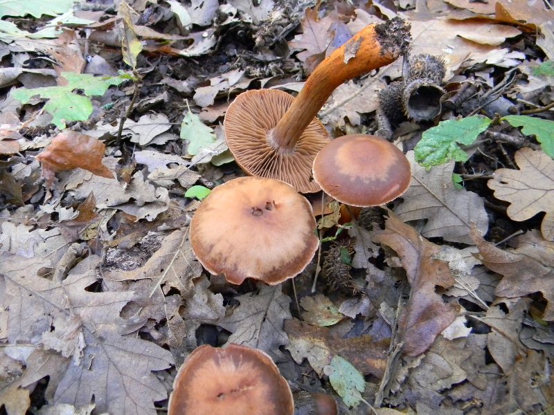 27) Fotogr. il 10.11.2012. sotto Quercia