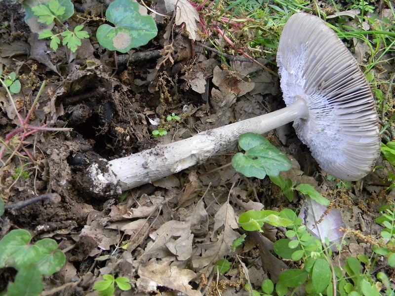 12) Fotogr. il 14.05.2013. sotto Quercia