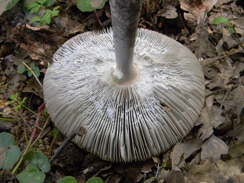 12) Fotogr. il 14.05.2013. sotto Quercia