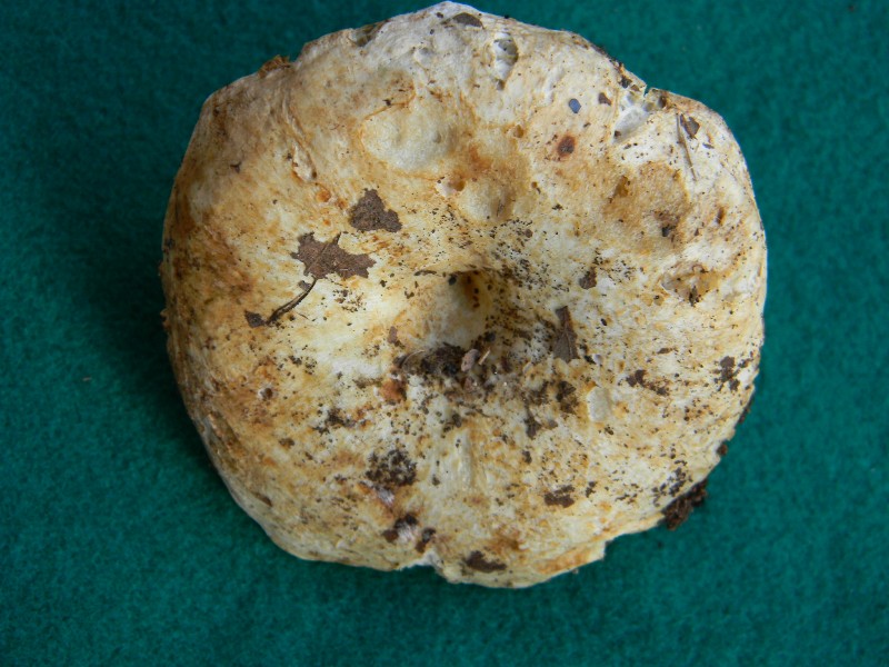 8) Fotogr. il 10.11.2012. sotto Quercia