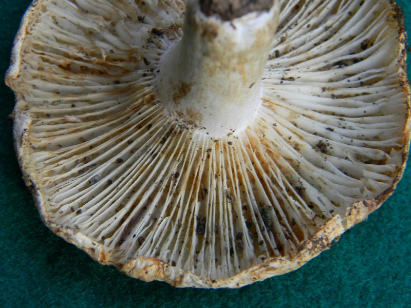 8) Fotogr. il 10.11.2012. sotto Quercia