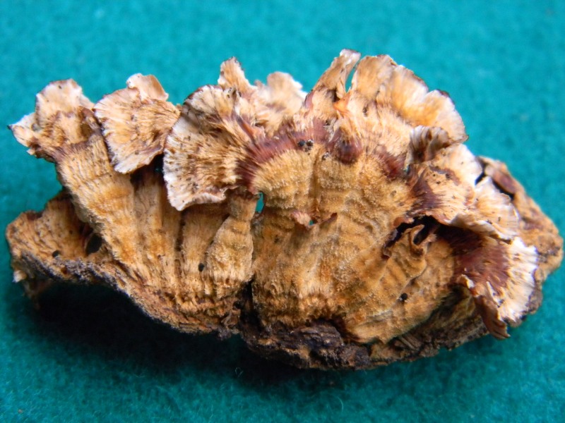 12)Fotogr. il 10.11.2012. sotto Quercia