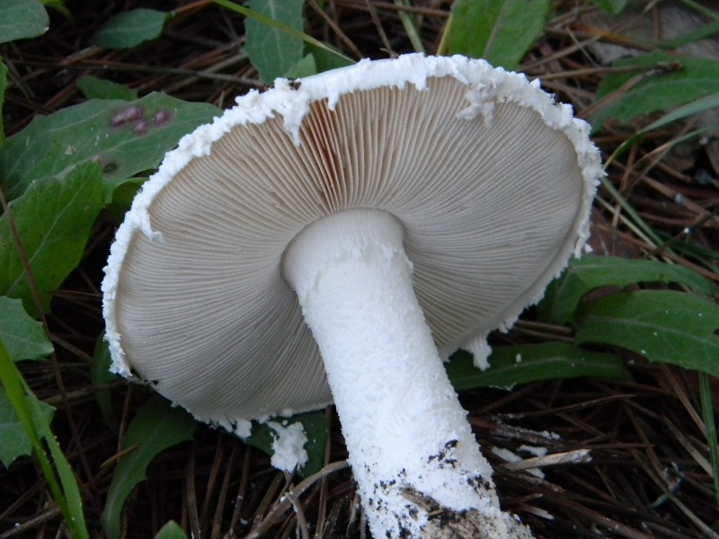 1) Fotogr. il 13.11.12.sotto pineta marina con leccio